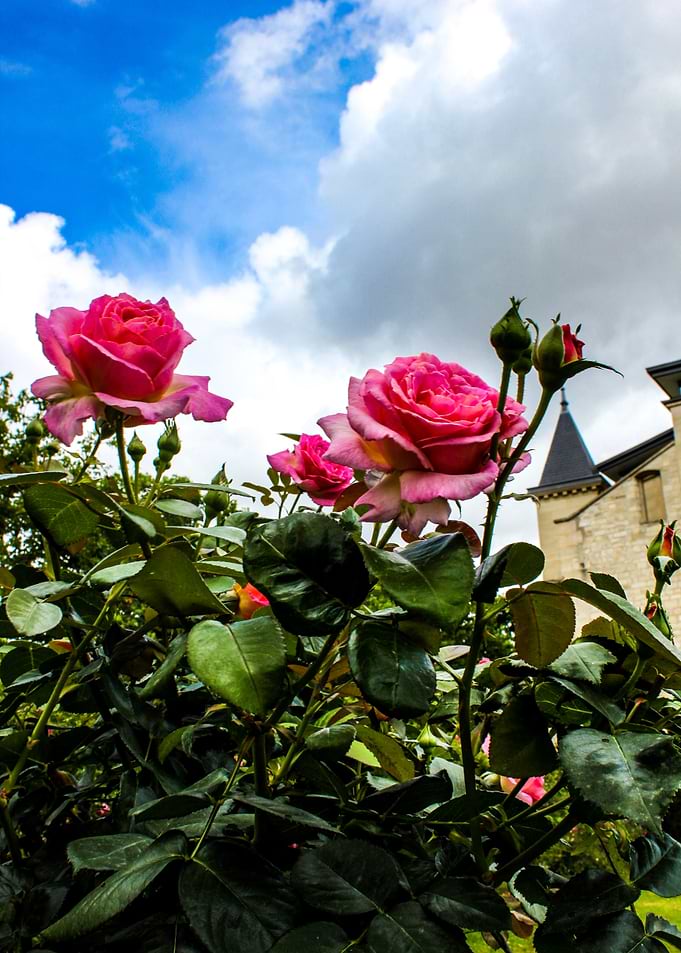 Flowers 1