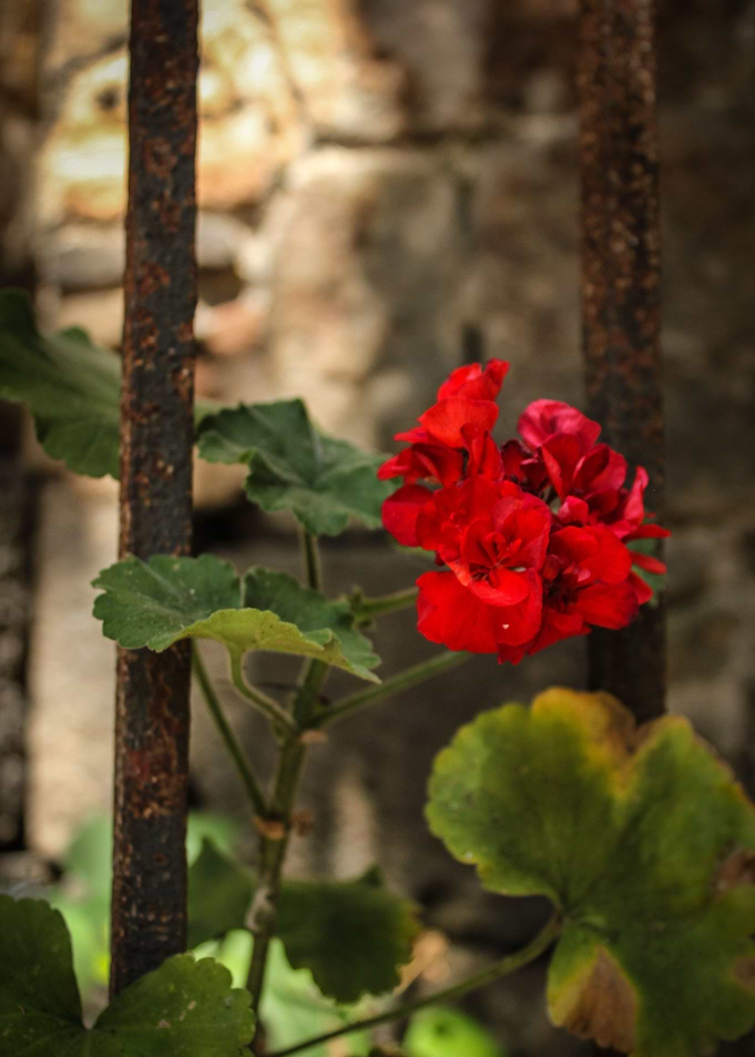 Flower 2