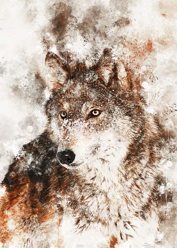 Wolf 12