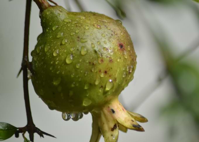Fruit Of Brazil
