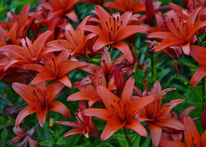 Red Orchids