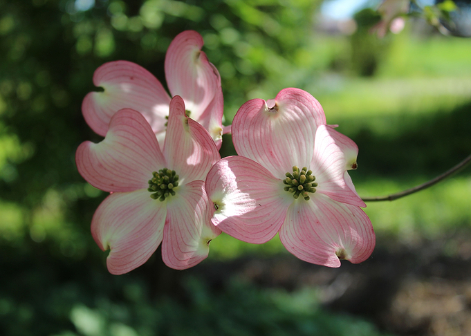 Three Pink Flowers