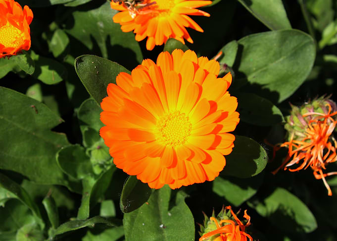 Gerbera Flower