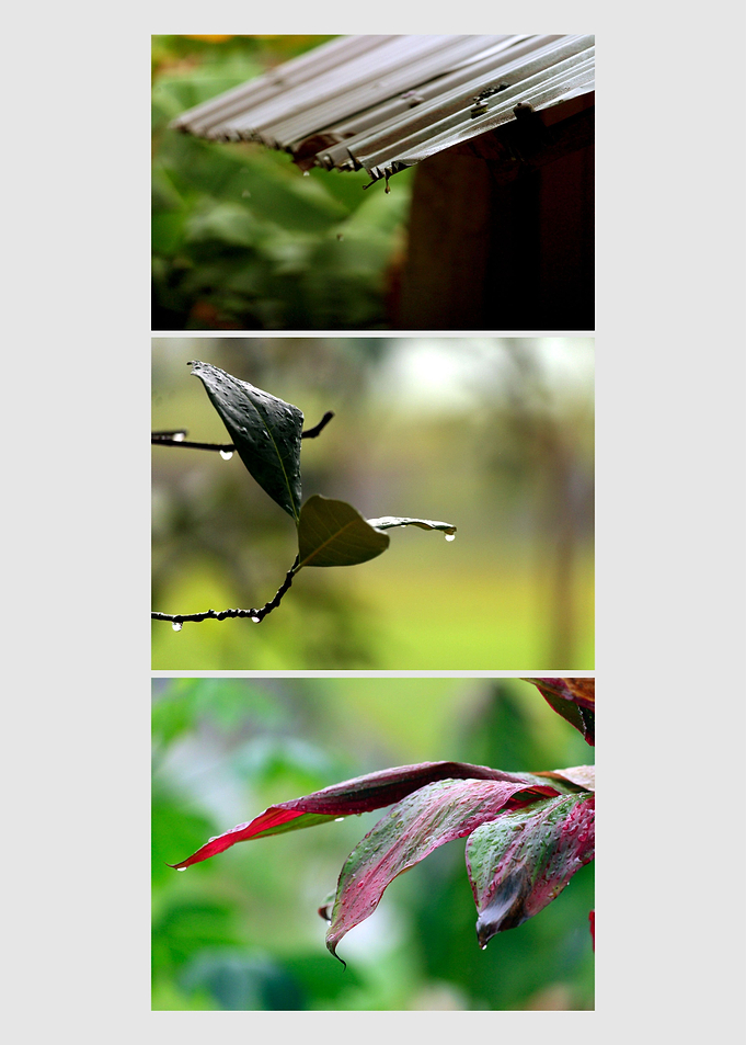 dew drops on the leaves