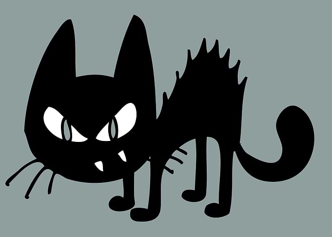 cat 02