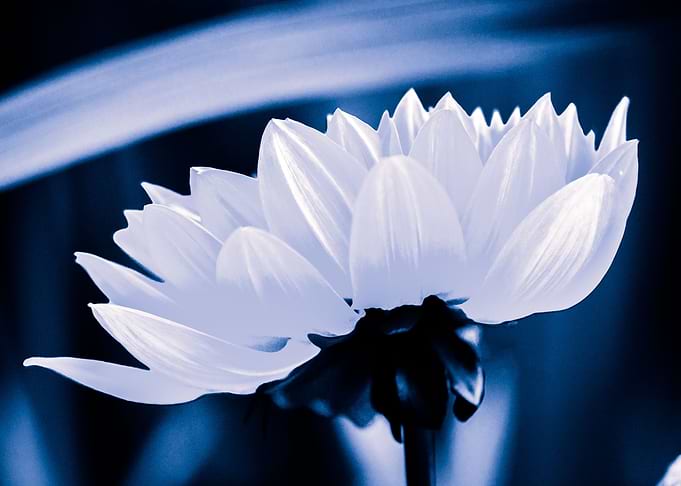 Fresh White Petals On Blue
