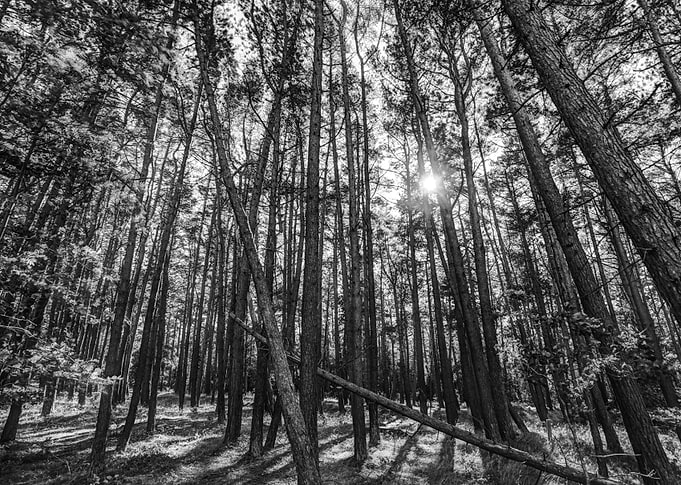 pine forest