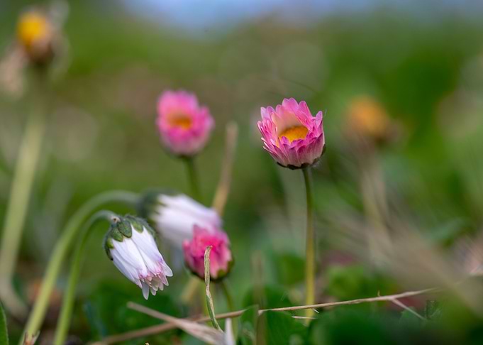 Beautiful Spring Flowers