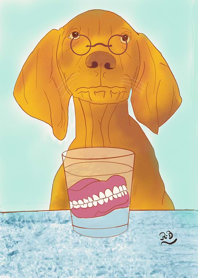 Edentulous Dog