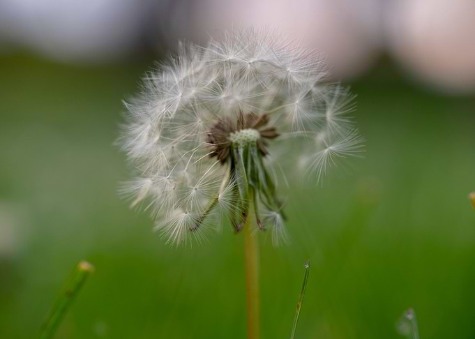 Beautiful Spring Flowers