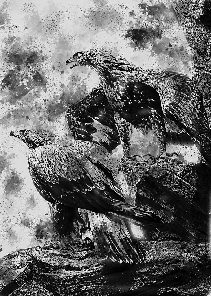 Eagles black and white