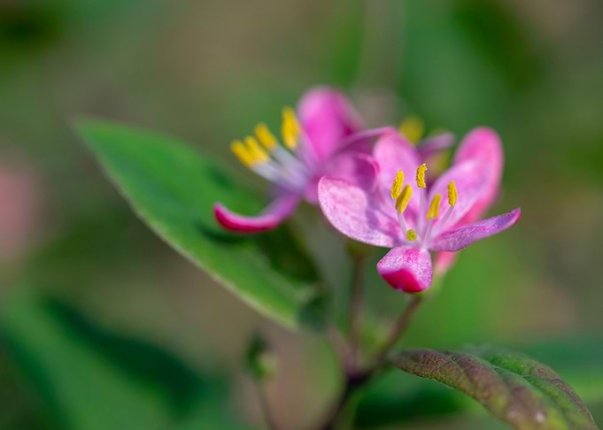 Beautiful Spring Flowers