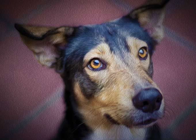 dog