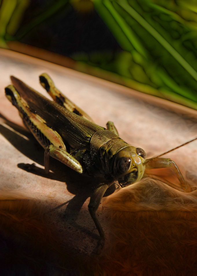 Grasshopper
