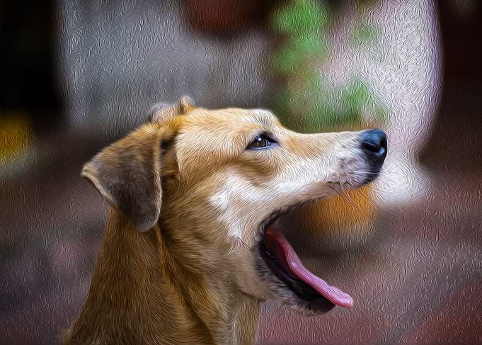 dog