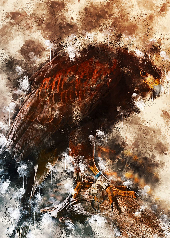 Hawk