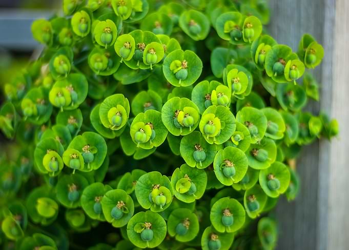 green plant