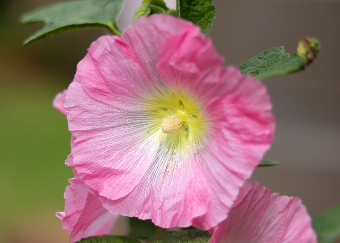 Pink Flower