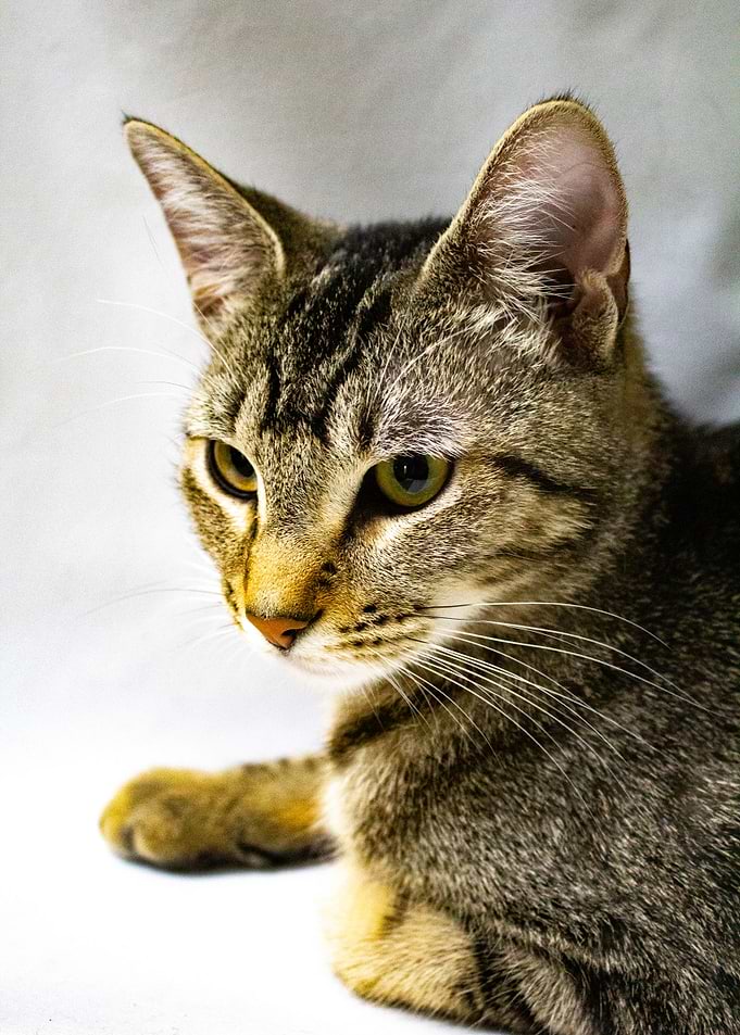 Cat in Repose