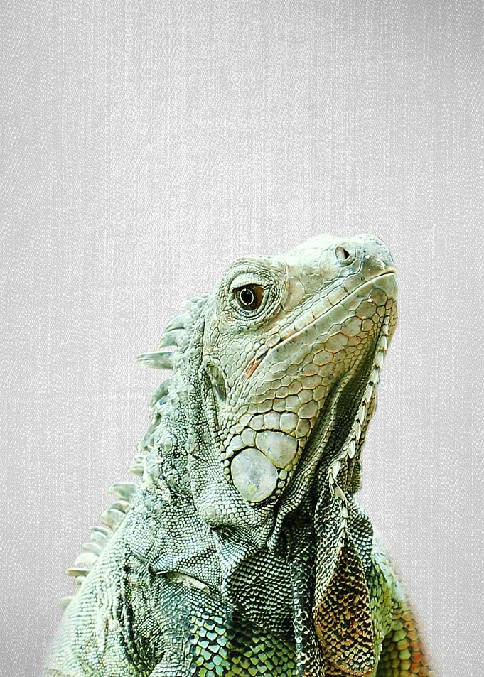 Iguana Colorful