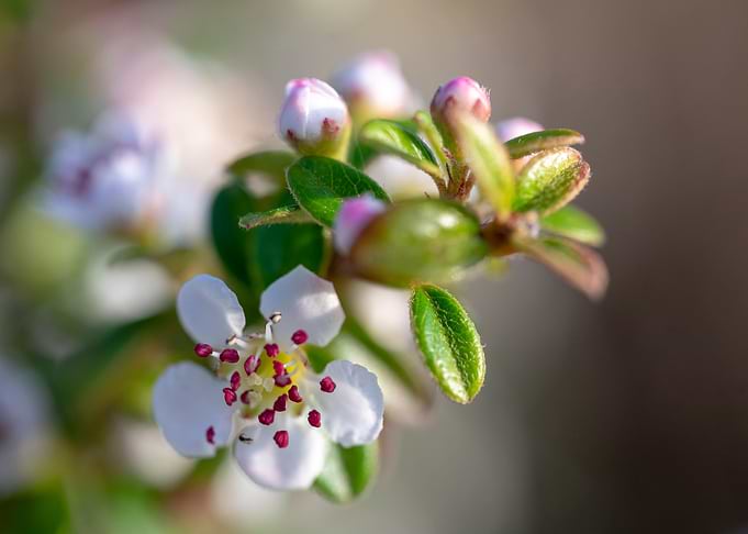 Beautiful Spring Flowers