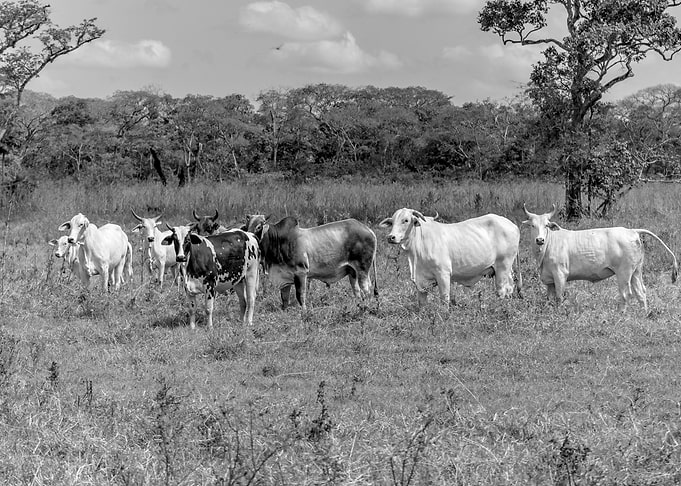 beautiful cows