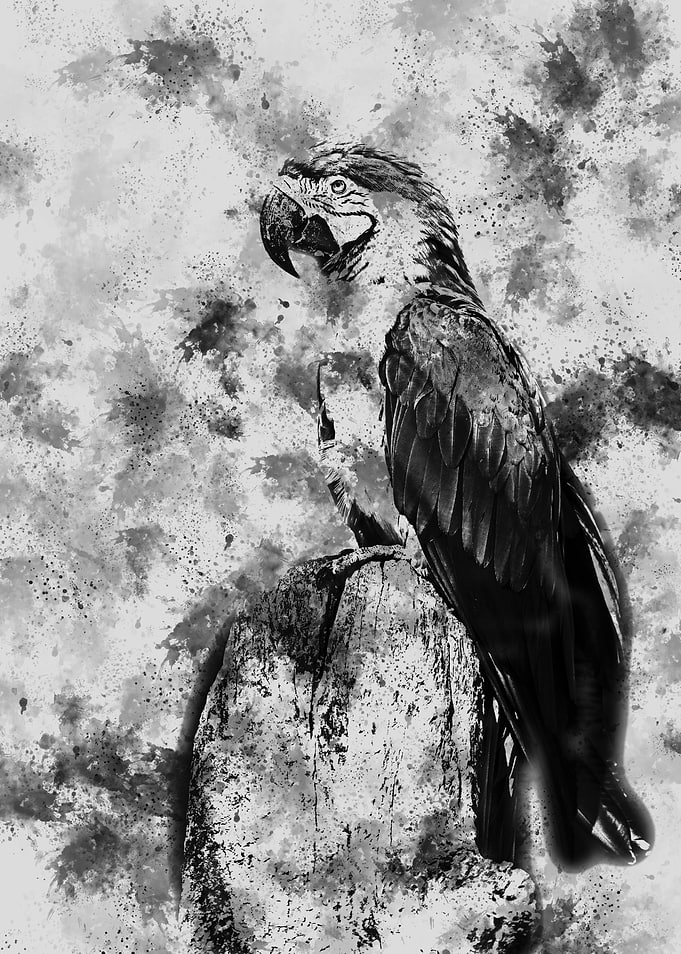 Parrots black and white