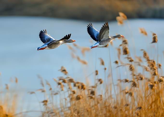 geese in flight