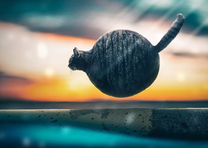 Ball of Cat