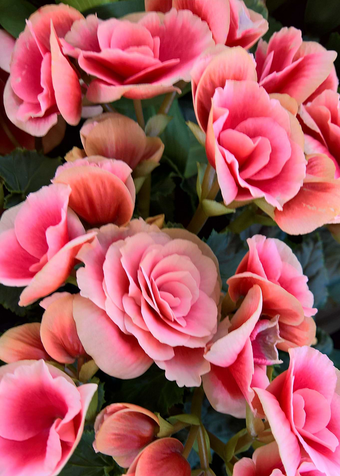 Pink Flower