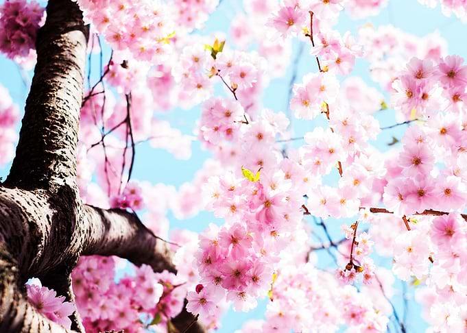 Cherry Blossom