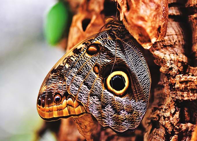 Butterfly