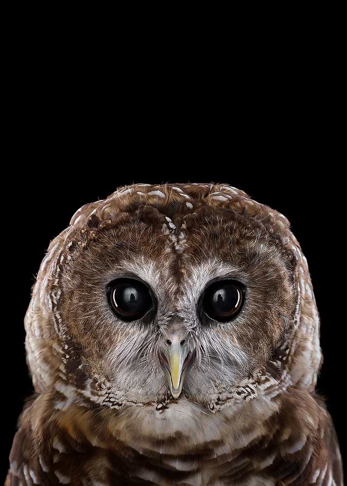 wild OWL face poster