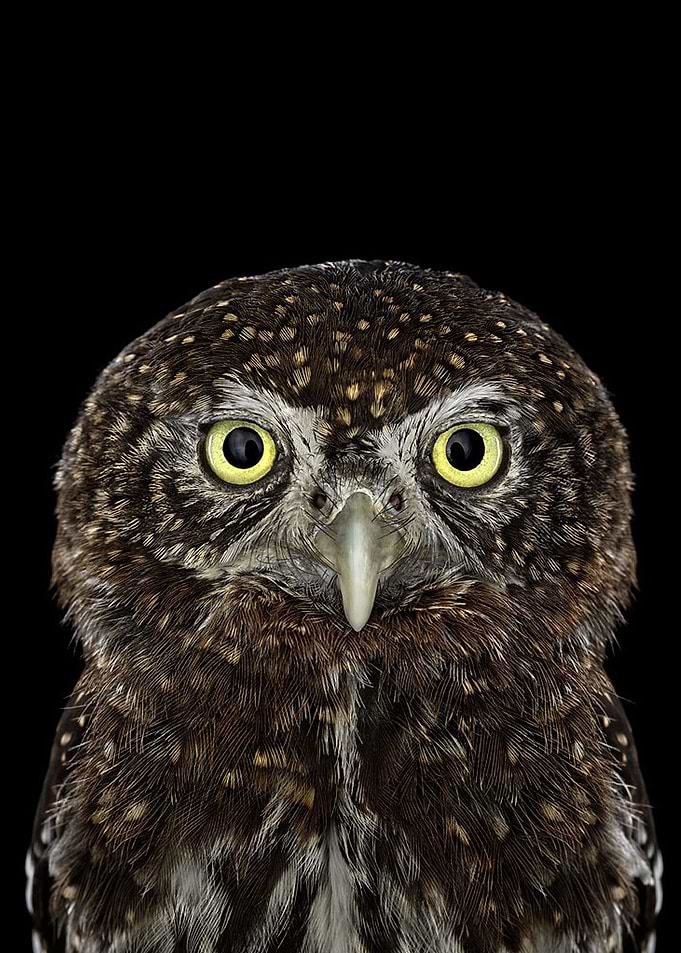 wild OWL face poster