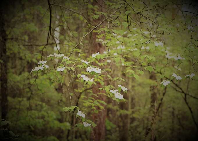 White Blossoms