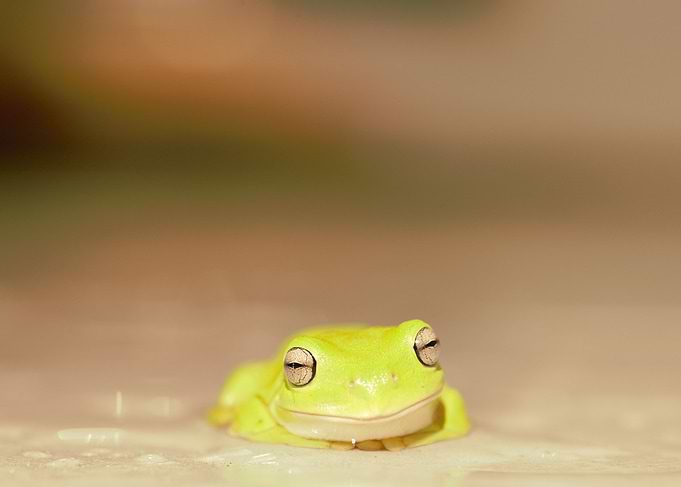 Green Tree Frog