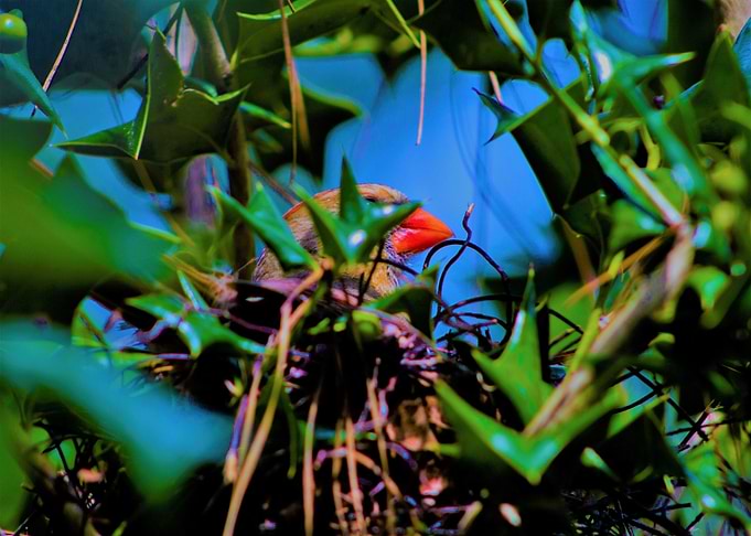 Mama cardinal