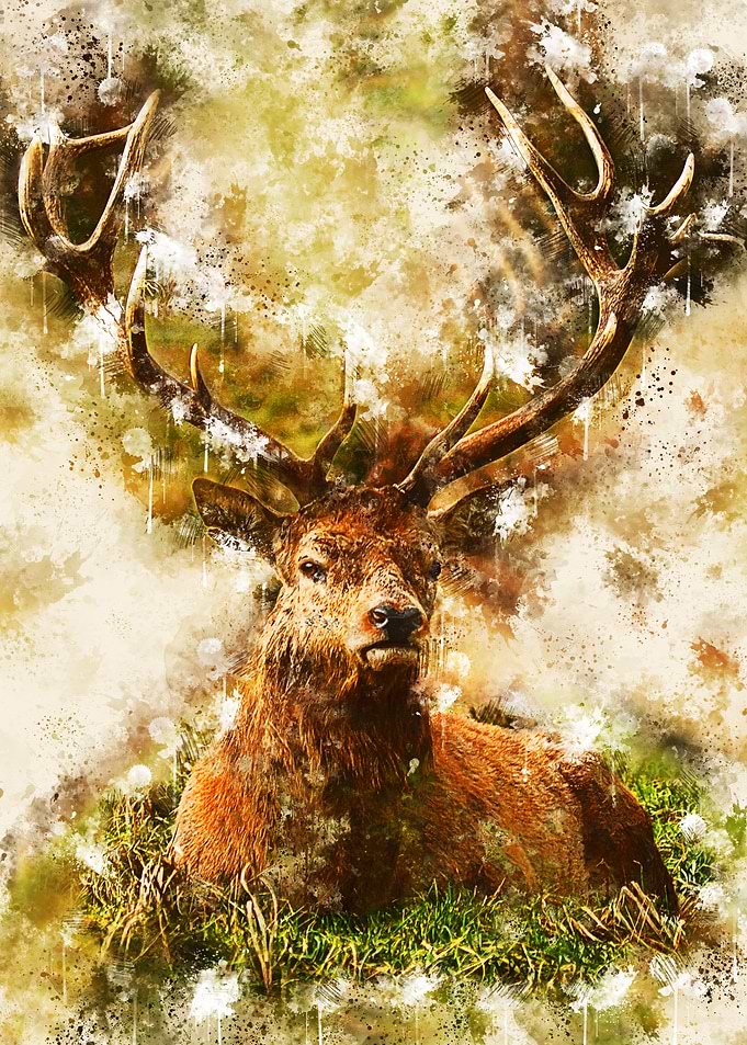 Deer