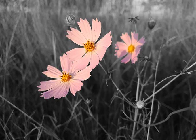 Black and White Photoshop