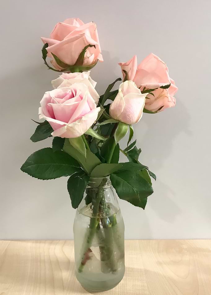 Pink pastel rose in glass