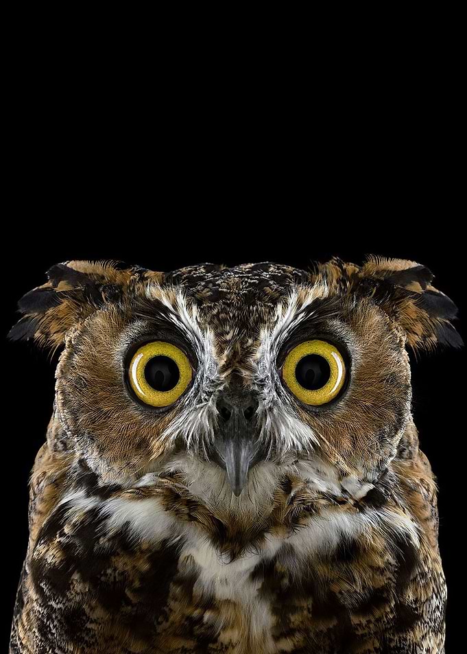 wild OWL face poster