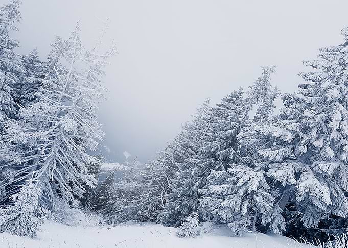 snowy fir