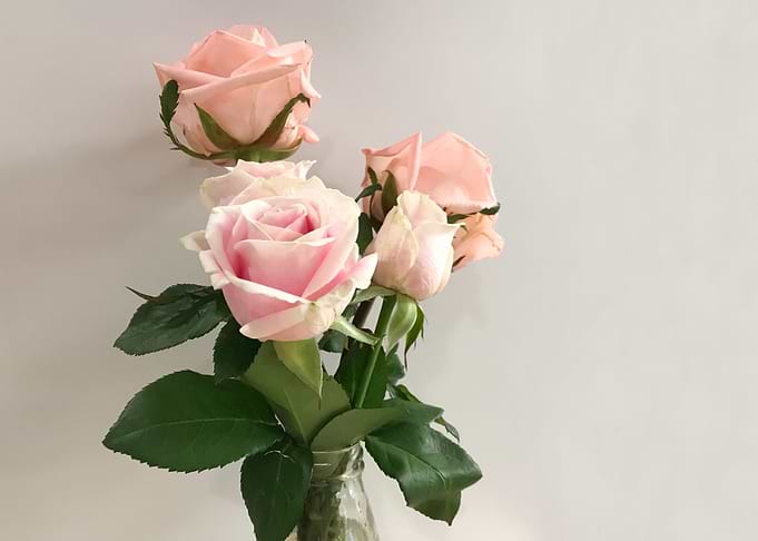Pink pastel rose in glass