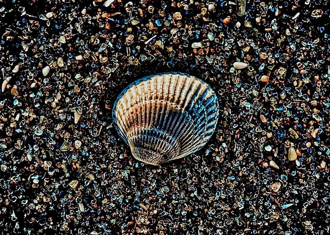 Seashell