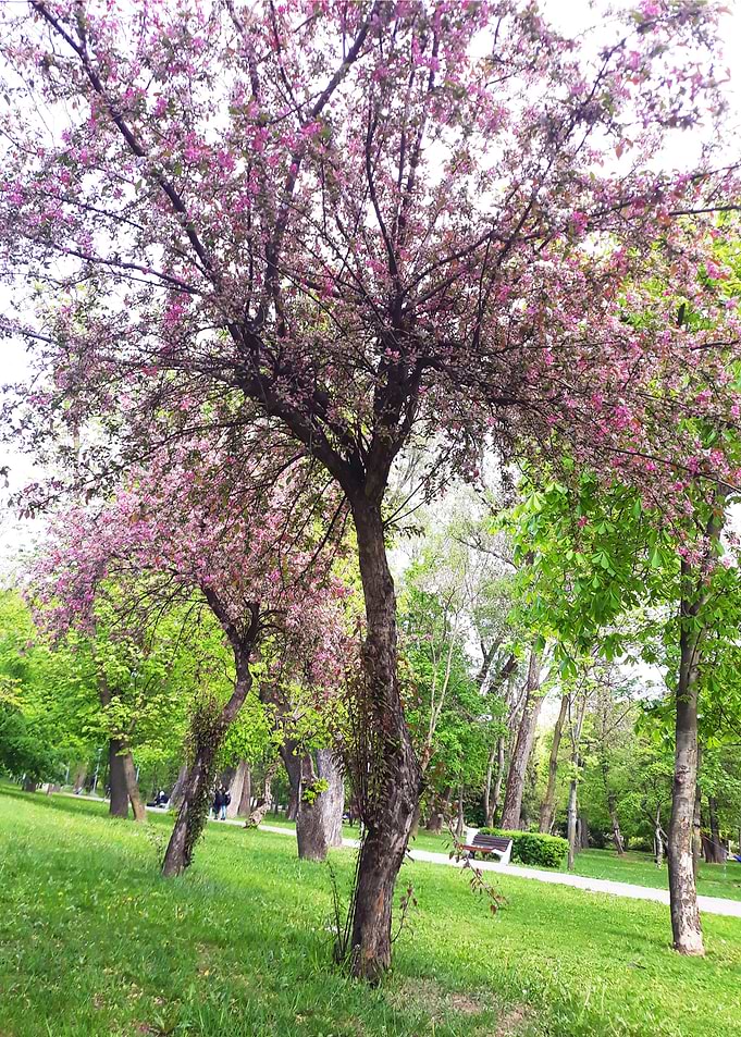 Spring trees symphony