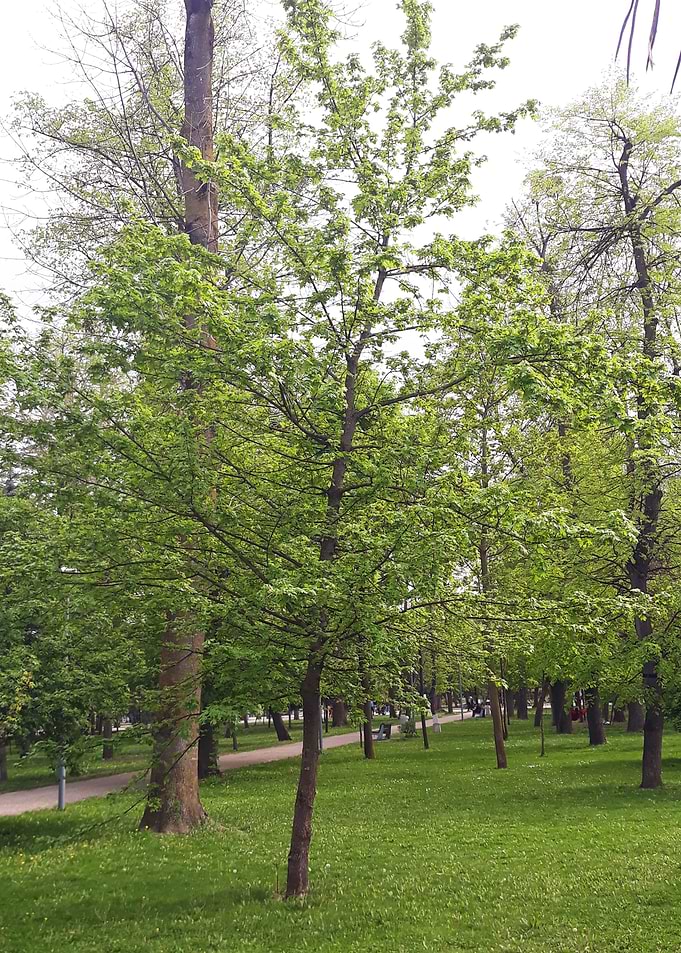 Young tree growing