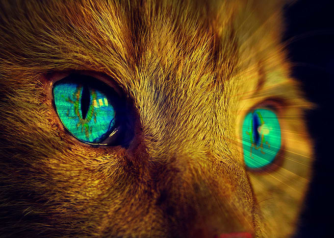 Green Cat
