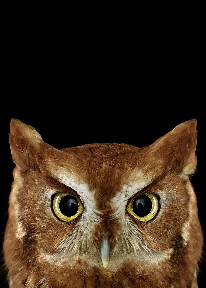 wild OWL face poster