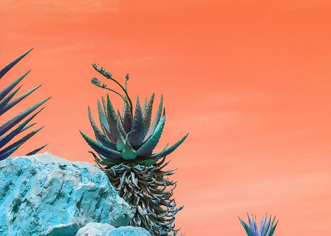Agave landscape orange sky