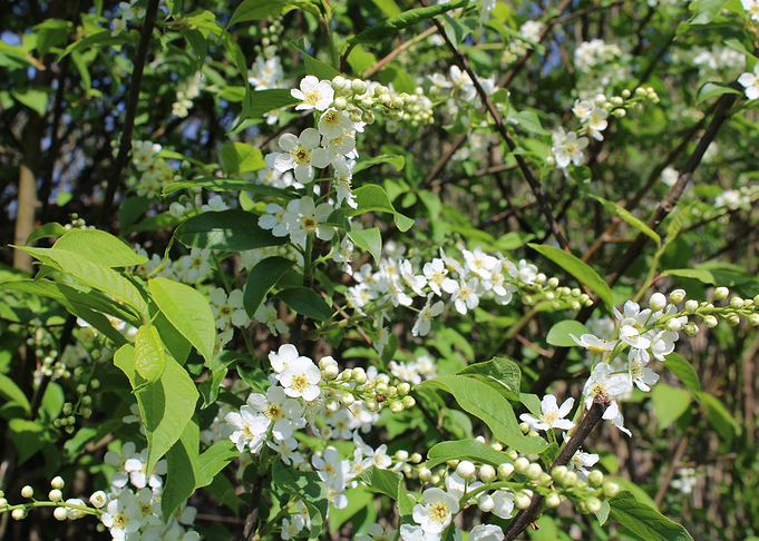birdcherry tree 4